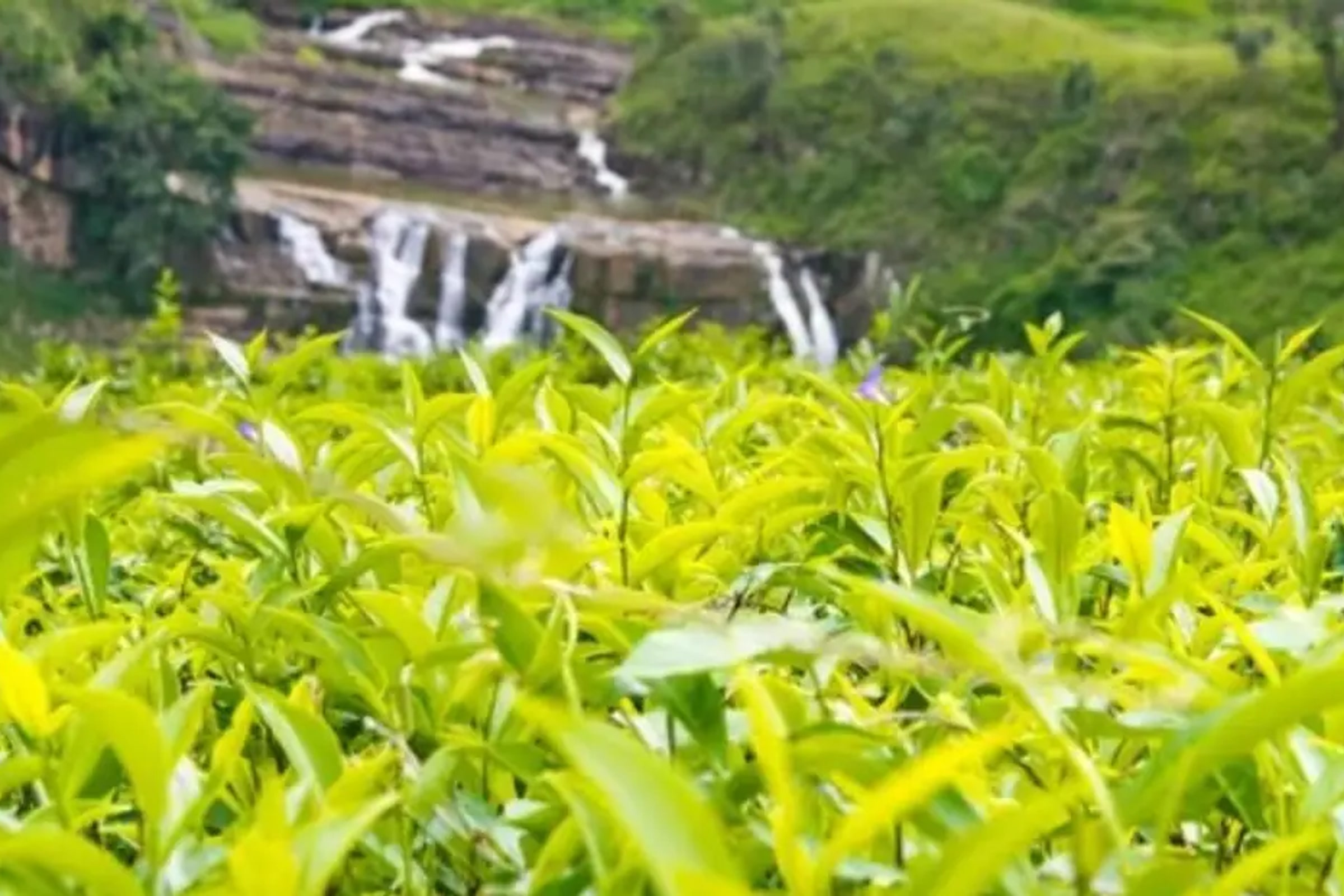 Private Nuwara Eliya Day Tour from Kandy with Pick up